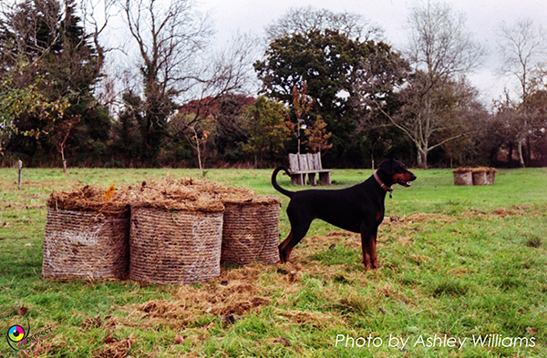 Week 3 of 52, Voigtlander Vitessa 