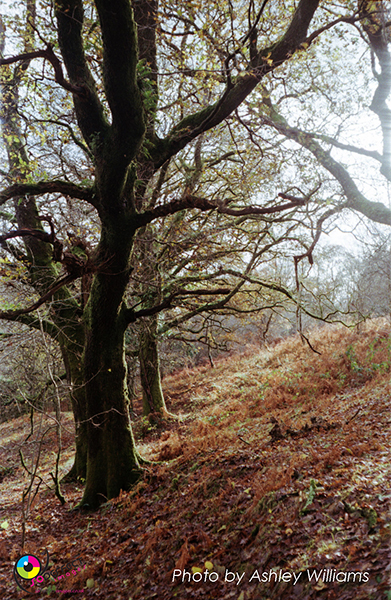 Week 3 of 52, Voigtlander Vitessa 