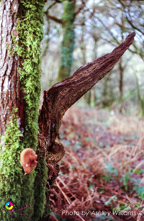 Week 3 of 52, Voigtlander Vitessa 