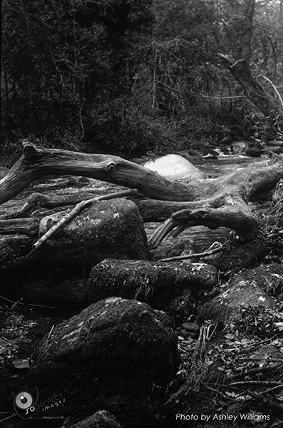Week 4 of 52, Kodak No1  | 22-k16.jpg