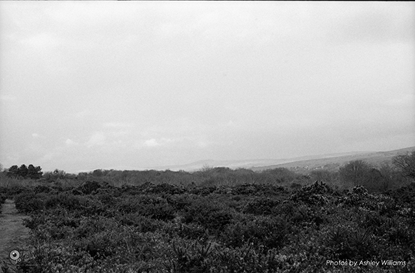 Week 8 of 52, Kodak Retina | 1-Untitled-Scanned-12.jpg