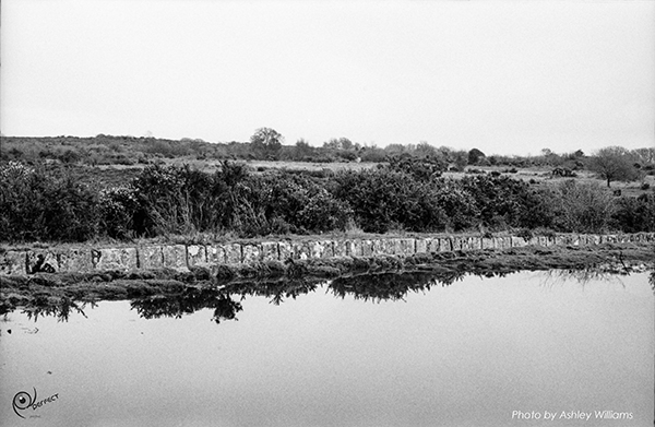 Week 8 of 52, Kodak Retina | 1-Untitled-Scanned-04.jpg