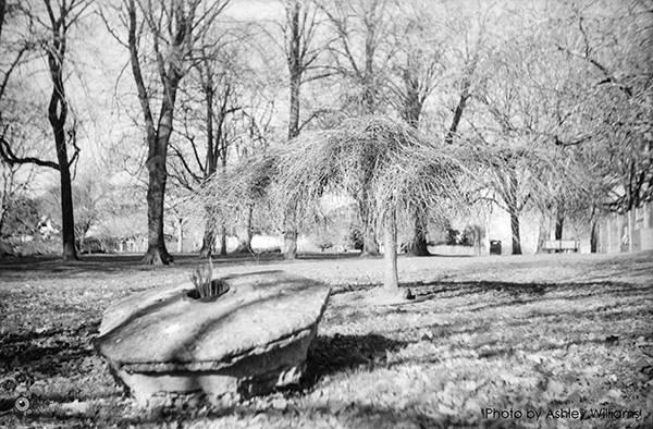 Week 13 of 52, Zeiss Contaflex | tree_3.jpg