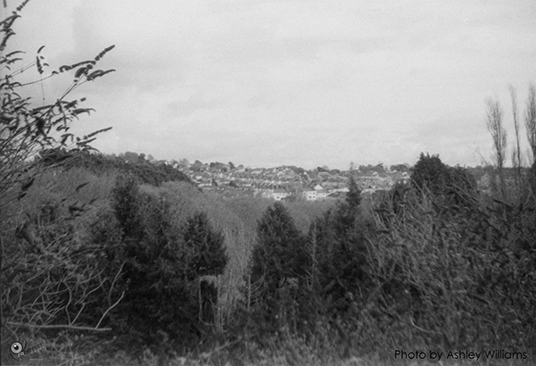 Week 13 of 52, Zeiss Contaflex | tree_5.jpg