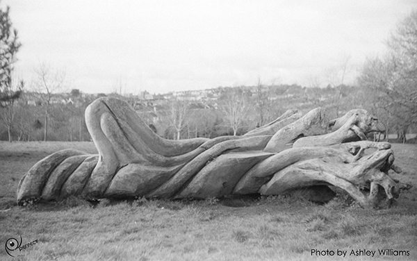 Week 13 of 52, Zeiss Contaflex | tree_2.jpg