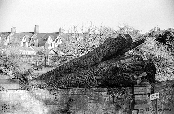 Week 13 of 52, Zeiss Contaflex | tree_1.jpg