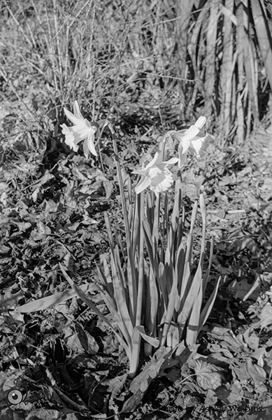 Week 13 of 52, Zeiss Contaflex | flowers.jpg