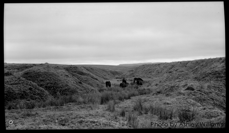 Week 17 of 52, Kodak No3 folding pocket | k5.jpg