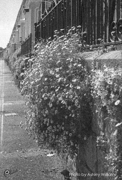 Week 30 of 52, Ricoh 16 | Untitled-Scanned-10.jpg