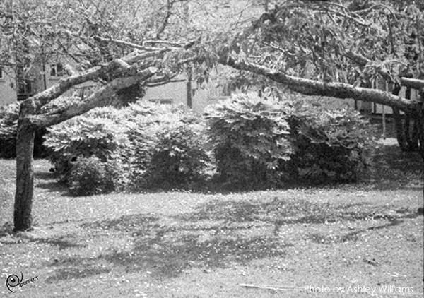 Week 30 of 52, Ricoh 16 | Untitled-Scanned-14.jpg