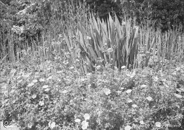 Week 30 of 52, Ricoh 16 | Untitled-Scanned-15.jpg