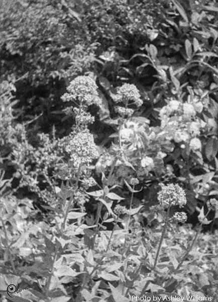 Week 30 of 52, Ricoh 16 | Untitled-Scanned-07.jpg