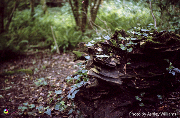 Week 32 of 52, Yashica Minister | k23.jpg