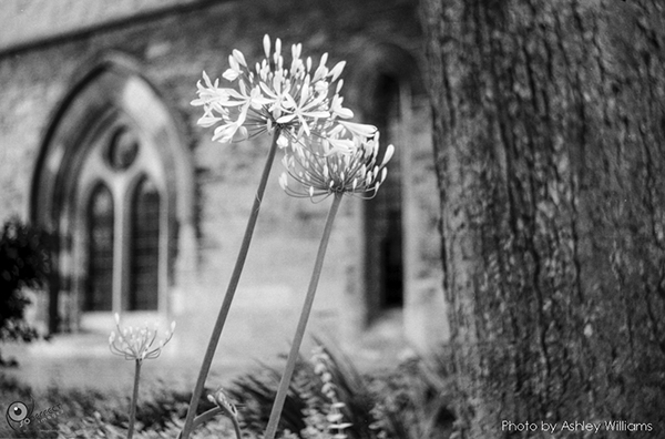 Week 38 of 52, Pentax Spotmatic SP | s17.jpg