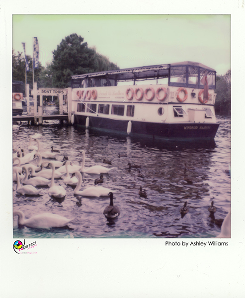Week 42 of 52, Polaroid SX-70  | 1p1.jpg