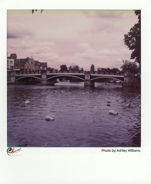 Week 42 of 52, Polaroid SX-70  | 1p2.jpg