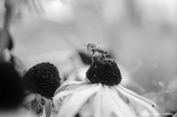 Week 45 of 52, Canon AE-1 | d28.jpg