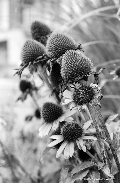 Week 45 of 52, Canon AE-1 | d27.jpg