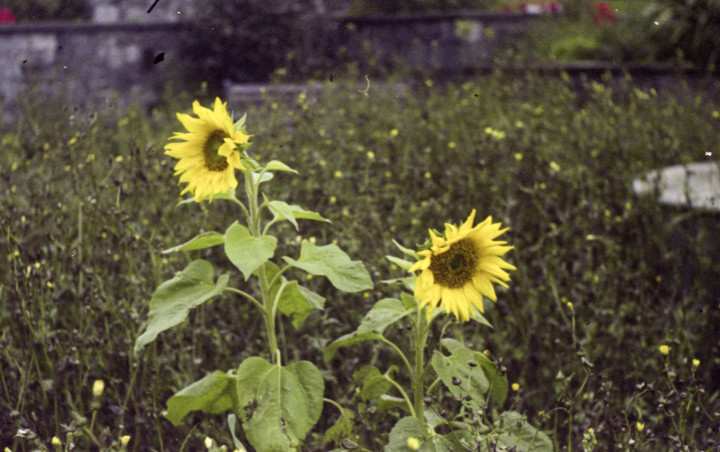 Balda, Super Baldina- test roll