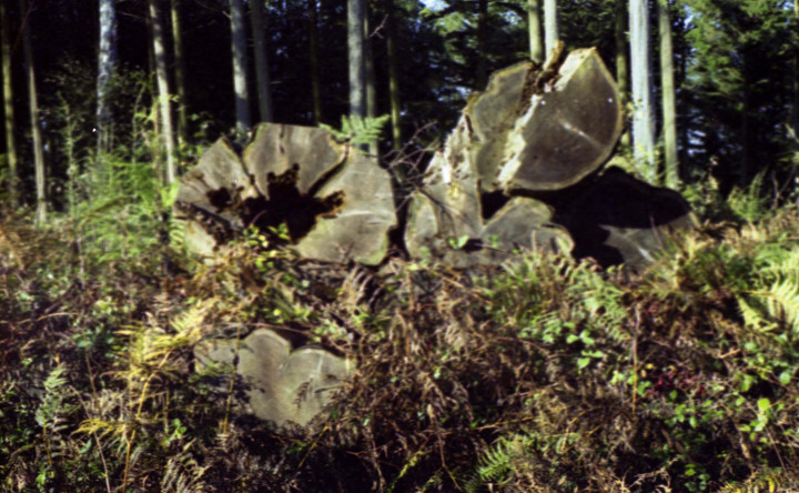 Balda, Super Baldina- test roll